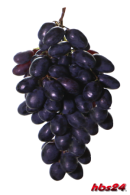 Weinhefe - Reinzuchthefe Bordeaux für Rotwein